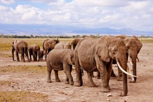 elephants in Amboseli National Park, Kenya