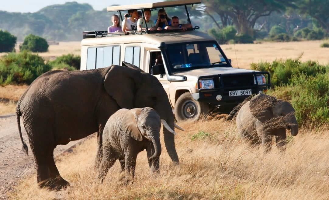 What to expect on a typical day on safari in Kenya